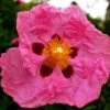 Cistus Purpureus - Ciste Pourpre -Promesse de Fleurs Magasin cistus purpureus 7526 1
