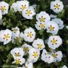 Ciste Du Portugal - Cistus X Lusitanicus Decumbens -Promesse de Fleurs Magasin cistus x lusitanicus decumbens 100305 1