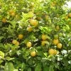 Citronnier Des 4 Saisons - Citrus Limon -Promesse de Fleurs Magasin citronnier 4 saisons1