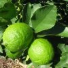 Grand Citron Vert - Citrus Latifolia -Promesse de Fleurs Magasin citrus latifolia 16217 1