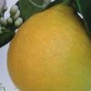 Citronnier - Citrus Limon Adamo 2 Citronnier - Citrus Limon Adamo -Promesse de Fleurs Magasin citrus limon adamo 87036 1