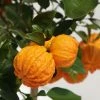 Oranger Corrugata - Citrus Sinensis X Aurantium -Promesse de Fleurs Magasin citrus sinensis x aurantium 87044 4