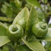 Citron Vert - Citrus Aurantifolia Mexicana -Promesse de Fleurs Magasin citrus aurantiifolia