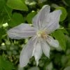Clématite - Clematis Jackmanii Alba