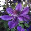 Clématite - Clematis Mon Amour -Promesse de Fleurs Magasin clematis mon amour 85760 1
