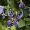 Clématite - Clematis Saphyra Indigo -Promesse de Fleurs Magasin clematis saphyra indigo 681391 1