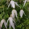 Clématite - Clematis Macropetala Broughton Bride -Promesse de Fleurs Magasin clematite Broughton Bride 681486 1