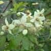Clématite - Clematis Tangutica Grace -Promesse de Fleurs Magasin clematite Grace 681490 1