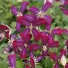 Clématite - Clematis Flammula Sweet Summer Love -Promesse de Fleurs Magasin clematite Sweet Summer Love 681521 1