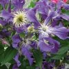 Clématite - Clematis Blue Pirouette -Promesse de Fleurs Magasin clematite blue pirouette 67807 1