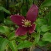 Clématite - Clematis Cirrhosa Lansdowne Gem -Promesse de Fleurs Magasin clematite cirrhosa lansdown gem 681367 1