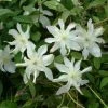 Clématite - Clematis Montana Jacqui 1 Clématite - Clematis Montana Jacqui -Promesse de Fleurs Magasin clematite montana jacqui 681487 1