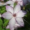 Clématite - Clematis Omoshiro -Promesse de Fleurs Magasin clematite osmoshiro 681354 1