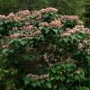 Arbre De La Chance - Clerodendrum Trichotomum, Clérodendron 1 Arbre De La Chance - Clerodendrum Trichotomum, Clérodendron -Promesse de Fleurs Magasin clerodendrum trichotomum clerodendron 9559 1 1