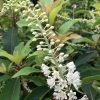 Clethra Barbinervis Great Star -Promesse de Fleurs Magasin clethra barbinervis great star 15384 1