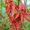 Clianthus Puniceus Kaka King - Pince De Homard -Promesse de Fleurs Magasin clianthus puniceus kaka king 85290 1