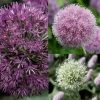Collection 10 Alliums -Promesse de Fleurs Magasin collection 10 alliums 51530 1