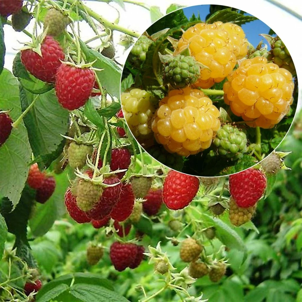 Collection 2 Framboisiers Bio 3 Collection 2 Framboisiers Bio