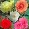 Collection 15 Begonias Grandifloras -Promesse de Fleurs Magasin collection begonias 51256 1