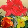 Collection De 3 Cannas -Promesse de Fleurs Magasin collection cannas 51353 1