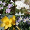 Collection Crocus Botaniques -Promesse de Fleurs Magasin collection crocus botaniques 53554 1