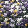 Collection 100 Crocus Grandes Fleurs Mammouth 2 Collection 100 Crocus Grandes Fleurs Mammouth -Promesse de Fleurs Magasin collection crocus grandes fleurs 53971 1