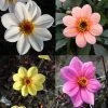 Collection Dahlias Happy Single 2 Collection Dahlias Happy Single -Promesse de Fleurs Magasin collection dahlia happy 31434 1