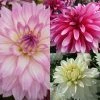 Collection Dahlias Nains Gallery -Promesse de Fleurs Magasin collection dahlias gallery 3911 1