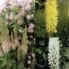Collection Eremurus -Promesse de Fleurs Magasin collection eremurus 53574 1