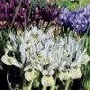 Collection 90 Iris Miniatures 1 Collection 90 Iris Miniatures -Promesse de Fleurs Magasin collection iris miniature 83490 1