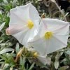Convolvulus Cneorum - Liseron Argenté 2 Convolvulus Cneorum - Liseron Argenté -Promesse de Fleurs Magasin convolvulus cneorum 7566 1