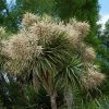 Cordyline Australis -Promesse de Fleurs Magasin cordyline australis 78992 1