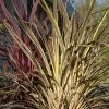 Cordyline Banksii Electric Flash - Cordyline