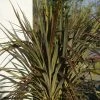 Cordyline X Banksii Electric Star -Promesse de Fleurs Magasin cordyline x banksii electric star 100459 1