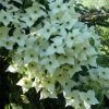Cornus Kousa Milky Way- Cornouiller Du Japon Blanc -Promesse de Fleurs Magasin cornus kousa milky way 781212 1 2