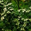 Cornus Kousa Wieting's Select - Cornouiller Du Japon -Promesse de Fleurs Magasin cornus kousa wieting s select 100467 1