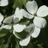Cornus Kousa Venus - Cornouiller Du Japon Blanc -Promesse de Fleurs Magasin cornus ou cornouiller kousa venus cov 7814 6