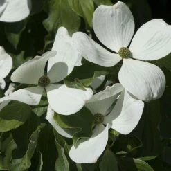 Cornus Kousa Venus - Cornouiller Du Japon Blanc
