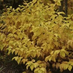 Cornus Sanguinea Mid Winter Fire - Cornouiller Sanguin