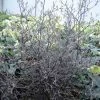 Corokia Cotoneaster 1 Corokia Cotoneaster -Promesse de Fleurs Magasin corokia cotoneaster 7804 1