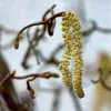 Noisetier Tortueux - Corylus Avellana Contorta -Promesse de Fleurs Magasin corylus avellana contorta ld AthenasPix 7577 1