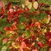 Cotinus Coggygria Flame - Arbre à Perruque -Promesse de Fleurs Magasin cotinus coggygria flame 100476 1