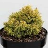 Cryptomeria Japonica Twinkle Toes -Promesse de Fleurs Magasin cryptomeria japonica twinkle toes 100479 1