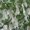 Arbre Aux Mouchoirs - Davidia Involucrata Sonoma -Promesse de Fleurs Magasin davidia involucrata sonoma 84230 2