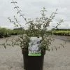 Deutzia Monbeigii -Promesse de Fleurs Magasin deutzia monbeigii arbustes 100487 1