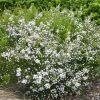 Diosma Hirsuta Pink Fountain -Promesse de Fleurs Magasin diosma hirsuta pink fountain pap 83299 1