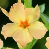 Dipladenia Diamantina Emerald Amber Star 2 Dipladenia Diamantina Emerald Amber Star -Promesse de Fleurs Magasin dipladenia diamantina emerald amber star if 19667 1