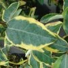 Elaeagnus Ebbingei Gilt Edge - Chalef 1 Elaeagnus Ebbingei Gilt Edge - Chalef -Promesse de Fleurs Magasin elaeagnus ebb Gilt Edge 7908 1