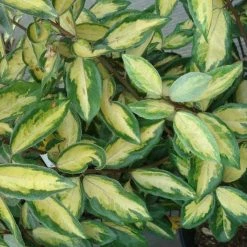 Elaeagnus Ebbingei Limelight - Chalef De Ebbing