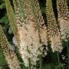 Eremurus Robustus - Lis Des Steppes -Promesse de Fleurs Magasin eremurus robustus 53577 1